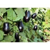 ราคา เมล็ดพันธุ์ มะเขือม่วงหลอดไฟ มะเขือม่วงญี่ปุ่น มะเขือยาวม่วงสั้น 600 เมล็ด 10 แถม 1 คละได้ (21085887427)