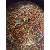 ราคา ข้าวกล้อง ข้าวเหนียวแดง ข้าวมันปู กะเทาะเปลือกไม่ขัดสี 1 กิโลกรัม ข้าวใหม่ปี 2567 (22179464133)