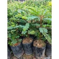 ราคา ต้นธรณีสาร (4531514655)