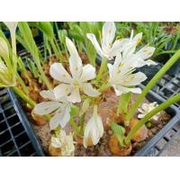 ราคา ว่านนางคุ้ม 3ต้น99บ และขนาดอื่นให้เลือก ต้นไม้มงคล ว่านศักดิ์สิทธิ์ ผู้เฒ่าเฝ้าบ้าน ว่าน (14904931704)