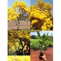 ราคา ต้นเหลืองปรีดียาธร ขนาดต้น 40 50 ซม รากเต็มถุง โตเร็ว ทนแล้วได้ (22222274581)