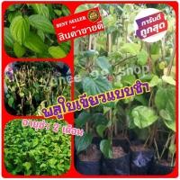 ราคา ต้นพันธุ์พลูเขียว พันธุ์พลูเขียวใต้ พันธุ์พลูเขียวท่าแค พลูกินหมาก ใช้รับประทาน ประกอบบายศรี เครื่องเส้นไหว้ 1 ต้น แพ็ค (8314029820)