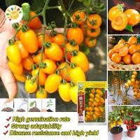 ราคา เมล็ดพันธุ์ มะเขือเทศ เชอรี่ สีเหลือง Gold Yellow Cherry Tomato Seed Fruit Seeds for Planting มะเขือเทศเชอรี่ เมล็ดผลไม้ เมล็ดพันธุ์ผัก ผักสวนครัว บอนไซ ผักออร์แกนิก พันธุ์ไม้ผล พันธุ์ผัก เมล็ดผัก เมล