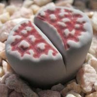 ราคา 25 เมล็ด ไลทอป กระบองเพชร ไม้อวบน้ำ กุหลาบหิน แคคตัส Living Stones Lithops สายพันธุ์ karasmontana Top Red (19904682251)
