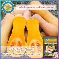 ราคา เมล็ดพันธุ์ ฟักทองบัตเตอร์นัท Waltham Butternut Winter Squash Seeds (13185322818)