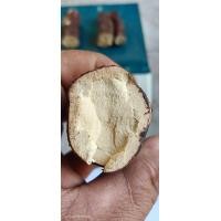 ราคา รากโลดทะนงแดง หรือรากนางแซง สมุนไพรถอนพิษ ขนาด100กรัมขึ้นไป (21290429378)