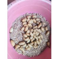 ราคา ด้วงสาคูสด ด้วงมะพร้าวสด กล่อง 100กรัม 1 กล่อง (22167149659)