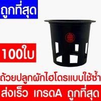 ราคา ถ้วยปลูกผัก 100ใบ ถ้วยเพาะ ถ้วยไฮโดร ถ้วยเทาปลูกผัก ไฮโดรโปนิกส์ ไฮโดร hydroponic hydro แบบใช้ซ้ำ ค่าส่งถูก (22023883500)