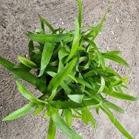 ราคา หญ้าปักกิ่ง หรือ หญ้าเทวดา (22651385588)