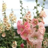 ราคา 50 เมล็ด ดอกฮอลลี่ฮ็อค ดอกไม้ Hollyhock Flower Seeds สายพันธุ์ Salmon (21347006272)