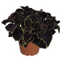 ราคา 20 เมล็ด ฤษีผสม Coleus ฤๅษีผสม ไม้มงคล ต้นไม้เรียกทรัพย์ นำโชค คุ้มครอง สายพันธุ์ Main Street Abbey Road (21228243195)