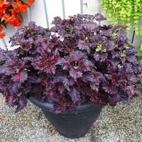 ราคา 20 เมล็ด ฤษีผสม Coleus ฤๅษีผสม ไม้มงคล ต้นไม้เรียกทรัพย์ คุ้มครอง มีคู่มือปลูก สายพันธุ์ Black Dragon (21228332093)
