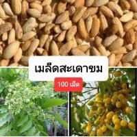 ราคา เมล็ดพันธุ์ สำหรับปลูก สะเดาขม 100 เม็ด เม็ดสะเดา สะเดาบ้าน สะเดาป่า เมล็ดสะเดา (22570199855)