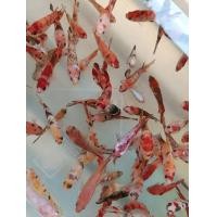 ราคา อาหารปลา ปลากัดแฟนซี (22140315395)