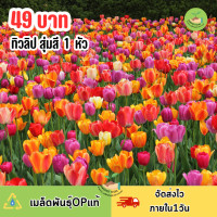 ราคา หัวทิวลิป สุ่มสี บรรจุ 1 หัว (22423216369)