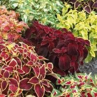 ราคา 20 เมล็ด ฤษีผสม Coleus ฤๅษีผสม ไม้มงคล ต้นไม้เรียกทรัพย์ นำโชค คุ้มครอง สายพันธุ์ Wizard Mix Merlin (21228229163)