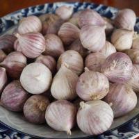 ราคา พร้อมส่ง กระเทียมโทนสด เข้าใหม่ทุกวัน (22315760121)