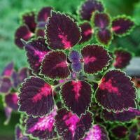 ราคา 30 เมล็ด ฤษีผสม Coleus ฤๅษีผสม ไม้มงคล ต้นไม้เพิ่มสีสัน ต้นไม้เรียกทรัพย์ สายพันธุ์ Trailblazer (21226880319)