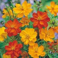 ราคา 100 เมล็ด ดอกดาวกระจายเซนเซชั่น ดอกคอสมอส ดาวกระจาย Cosmos Flower Seeds 45 50 วัน ออกดอก สายพันธุ์ Bright Lights Cosmos (21342404785)
