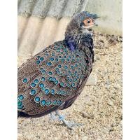 ราคา ไข่เชื้อนกแว่นสำหรับฟักตู้ ตู้ฟัก ควบคุมอุณหภูมิฟักง่าย (22234080789)