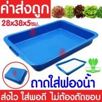 ราคา ค่าส่งถูก ถาดเพาะไฮโดร 1แผ่น ถ้วยปลูกผัก ผักไฮโดร ไฮโดรโปนิกส์ ถาดเพาะ ถาดเพาะเมล็ด ถาดเพาะกล้า ถาดเพาะชำ ปลูกผักไฮโดรโปนิกส์ 80หลุม (21072223556)