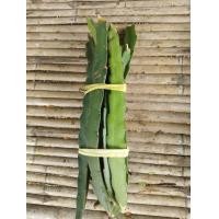 ราคา ท่อนพันธุ์แก้วมังกร แก้วมังกร เนื้อขาว ลูกสีแดง ติดลูกทั้งปี ท่อนยาวตัดแบ่งปลูกได้ (11007217847)