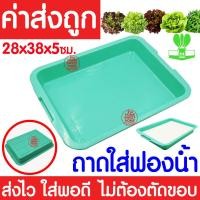 ราคา ค่าส่งถูก ถาดเพาะไฮโดร 1แผ่น ถ้วยปลูกผัก ผักไฮโดร ไฮโดรโปนิกส์ ถาดเพาะ ถาดเพาะเมล็ด ถาดเพาะกล้า ถาดเพาะชำ ปลูกผักไฮโดรโปนิกส์ 80หลุม (21072223558)