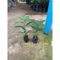ราคา ต้นกันเกรา ต้นมันปลา ดอกมีกลิ่นหอม ดอกสีเหลืองไข่ ขนาดถุงเล็กขายราคาถูก (19389339478)