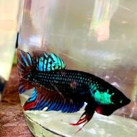 ราคา กัดป่าใต้เชื้อต่ำ สายกัด (19400302041)