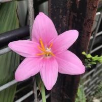 ราคา 10 เมล็ด ดอกไม้ บัวดิน บัวสวรรค์ บัวดิน บัวฝรั่ง และบัวจีน Zephyranthes Seeds (22045166679)