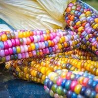 ราคา 20 เมล็ด ข้าวโพด สายพันธุ์นอก ปลูกง่าย โตไว รสชาติอร่อย Corn Seeds สายพันธุ์ ข้าวโพดอัญมณี Rainbow Corn (21249267571)
