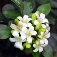 ราคา 10 เมล็ด ดอกแก้วแคระ แก้วแคระมหามงคล ดอกแก้ว (22177177831)