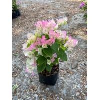 ราคา เฟื่องฟ้า ถุงดำ 4นิ้ว สูงจากปากถุง 30 40cm ต้นเฟื่องฟ้า ดอกเฟื่องฟ้า ทนแดด ออกดอกทั้งปี Bougainvillea (21519074779)