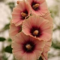 ราคา 30 เมล็ด ดอกไม้ ฉัตรทอง ฮอลลี่ฮ็อค Hollyhock Seeds (22045765927)