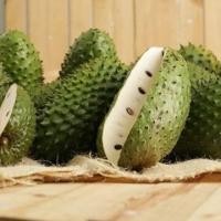 ราคา 10 เมล็ด ทุเรียนเทศ ทุเรียนน้ำ ทุเรียนแขก หมักเขียบหลด โตได้ทุกที่ (21916618313)