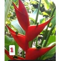 ราคา เฮลิโคเนีย 8ชนิดให้เลือก ตัดใบล้างราก เฮลิโคเนีย robsterclaw ธรรมรักษา บรรไดสวรรค์ บันไดสวรรค์ สร้อยกัณทรี สร้อยกัทรี ลอรีน่า ก้ามกุ้ง ก้าม (16785055099)