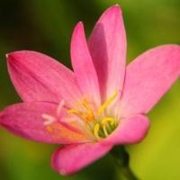 ราคา 10 เมล็ด ดอกไม้ บัวดิน บัวสวรรค์ บัวดิน บัวฝรั่ง และบัวจีน Zephyranthes Seeds (22045166680)