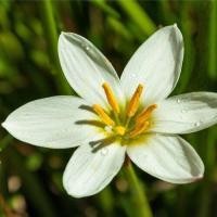 ราคา 10 เมล็ด ดอกไม้ บัวดิน บัวสวรรค์ บัวดิน บัวฝรั่ง และบัวจีน Zephyranthes Seeds (22045166678)