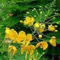 ราคา 35 เมล็ด ดอกนกยูง นกยูงฝรั่ง อินทรี ดอกสีเหลือง (21282679097)