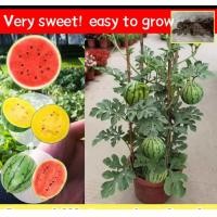 ราคา 20 เมล็ด ปลูกง่าย เมล็ดสด 100 เมล็ดพันธุ์ แตงโม บอนสี Watermelon Seed Fruit Seeds เมล็ดผลไม้ F1 เมล็ดแตงโม เมล็ดบอนสี ต้นไม้ผลกินได้ บอนไซ ต้นไม้มงคล พันธุ์ไม้ผล ต้นบอนสี ต้นผลไม้ เมล็ดพันธุ์ (2200943