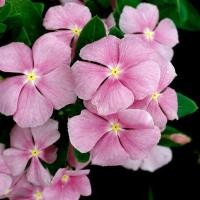 ราคา 20 เมล็ด ดอกแพงพวย แพงพวยฝรั่ง เมล็ดดอกไม้ Vinca Periwinkle Seeds สายพันธุ์ Pink Annual Vinca (21275240807)