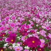 ราคา 200 เมล็ด ดอกคอสมอส ดาวกระจาย เป็นไม้ดอกที่ชอบกลางแจ้ง Cosmos Seeds สายพันธุ์ Mix (21994030777)