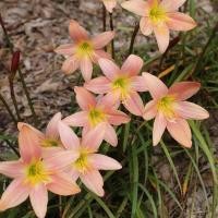 ราคา 10 เมล็ด ดอกไม้ บัวดิน บัวสวรรค์ บัวดิน บัวฝรั่ง และบัวจีน Zephyranthes Seeds (22045166681)