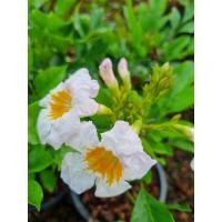 ราคา ต้น ปีบยูนาน ดอกสีขาว กระถาง 6 นิ้ว ส่งพร้อมกระถาง (22485067195)