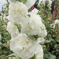 ราคา 40 เมล็ด เมล็ดดอกไม้ ฮอลลี่ฮ็อค ฉัตรทอง Hollyhock Seeds สายพันธุ์ Double White (21276614747)