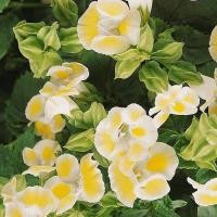 ราคา 100 เมล็ด ดอกแววมยุรา ดอกไม้ทานได้ แววมยุรา ทอรีเนีย Torenia สายพันธุ์ Kauai Lemon (21994465961)