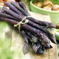 ราคา 5 เมล็ด หน่อไม้ฝรั่ง พันธุ์สีม่วง Purple Asparagus (21805799070)