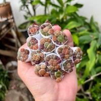 ราคา ไลทอปมิกซ์ Lithops ไลทอปแบบชุดBSคละสี ไลทอแยกพอต ไลทอปไม้แปลก กุหลาบหินแค่คตัส (22299543130)