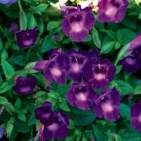 ราคา 100 เมล็ด ดอกแววมยุรา ดอกไม้ทานได้ แววมยุรา ทอรีเนีย Torenia สายพันธุ์ Clown Violet (21994869257)