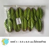 ราคา ใบไม้ปลอม ใบตกแต่ง ใบไม้ประดิษฐ์ ใบกุหลาบ เบอร์ 1 9 งานฝีมือใบไม้ ขนาดบรรจุ 100 ใบ ห่อ (20259066838)